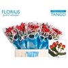 Hyp Coco Tango