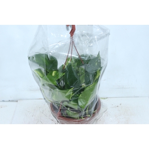 JIBOIA VERDE C21 PENDENTE