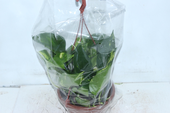 <h4>JIBOIA VERDE C21 PENDENTE</h4>
