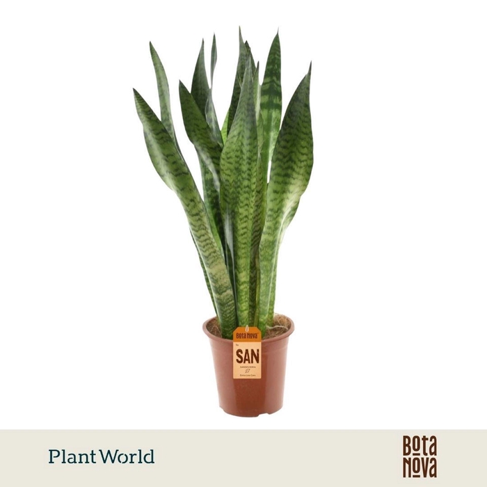 <h4>Sansevieria zeylanica</h4>