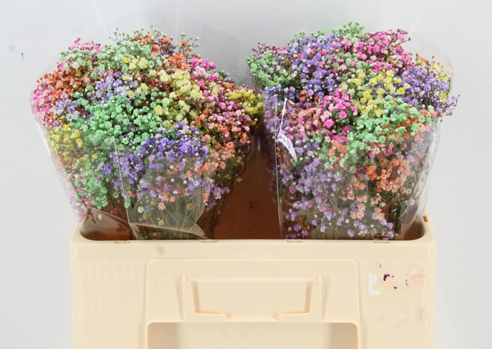 <h4>Gyps Xlence Spring Mix</h4>