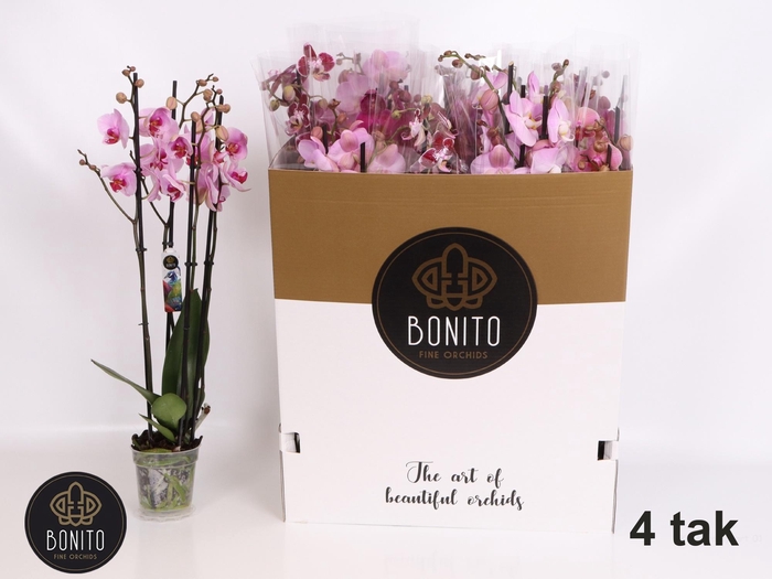 <h4>PHAL GEM 6 KL</h4>