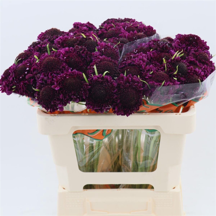 Scabiosa atropurpurea Focal Scoop Cranberry New