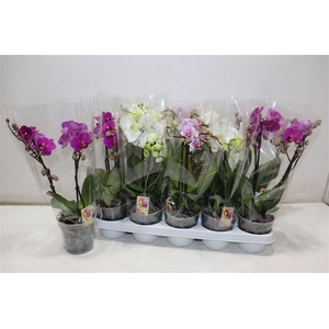 Phal Gem
