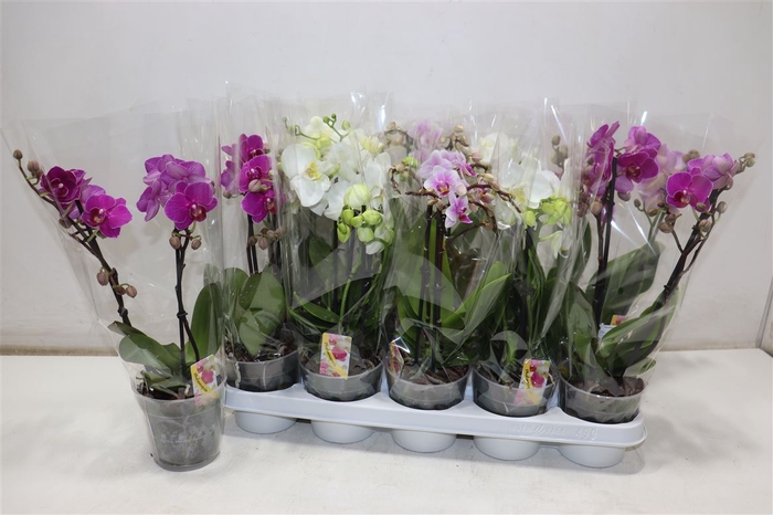 <h4>Phal Gem</h4>