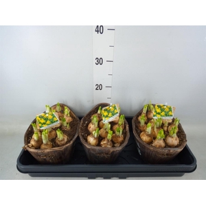 Arr. Narcissus Tete Tete L%