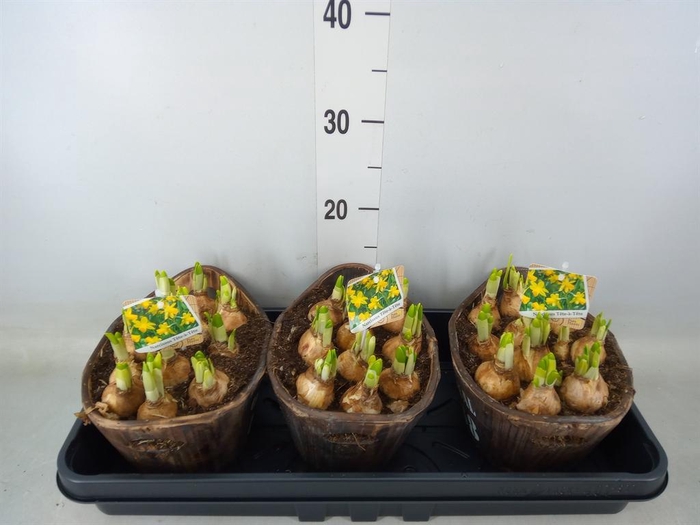 <h4>Arr.  Narcissus Tete Tete L%</h4>