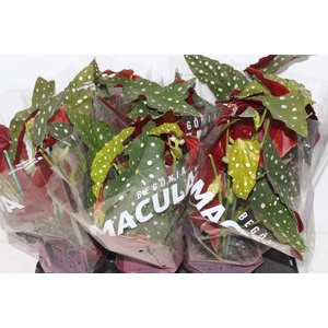 BEGONIA MACULATA P15 PO