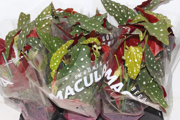<h4>BEGONIA MACULATA P15 PO</h4>