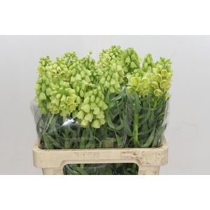 Fritillaria Persica Ivory Bells