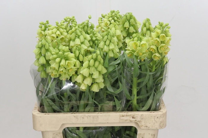 <h4>Fritillaria Persica Ivory Bells</h4>