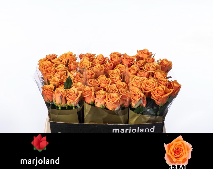 <h4>R GR NOVI! A1 3-3</h4>