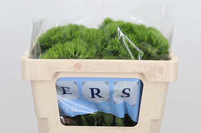 <h4>Di Barb Green Wicky</h4>