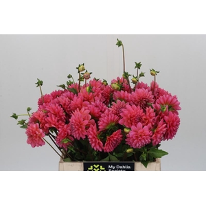 Dahlia Doris Duke