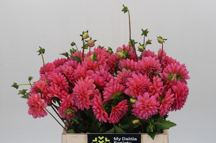 <h4>Dahlia Doris Duke</h4>