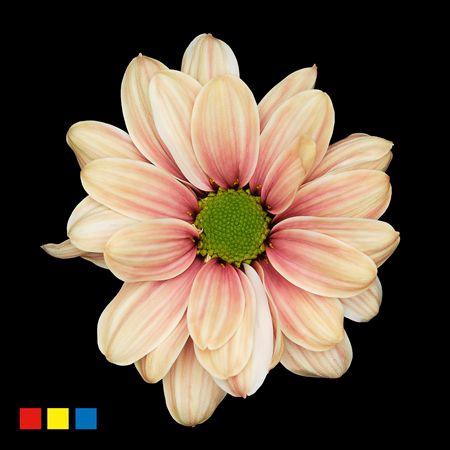 <h4>Chr T Kennedy Camel</h4>