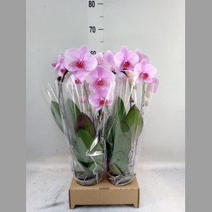 Phalaenopsis  'Elegant Cascade'