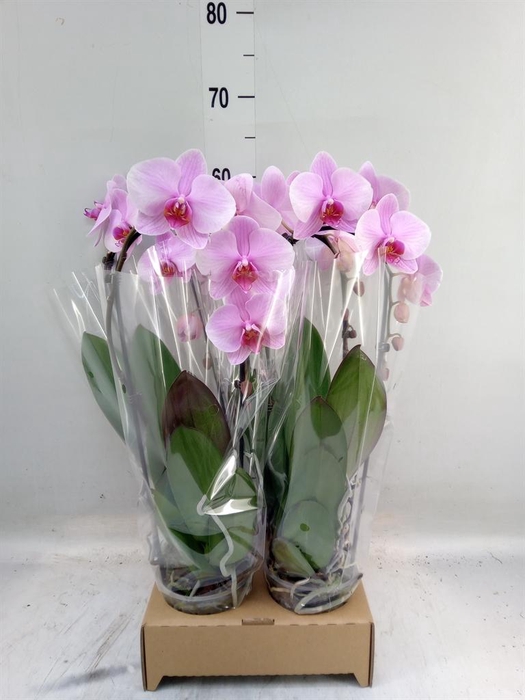 <h4>Phalaenopsis  'Elegant Cascade'</h4>