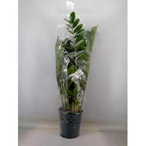Zamioculcas zamiifolia