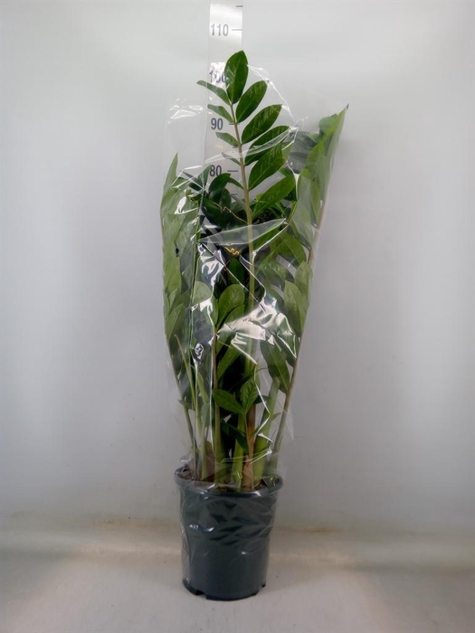 <h4>Zamioculcas zamiifolia</h4>