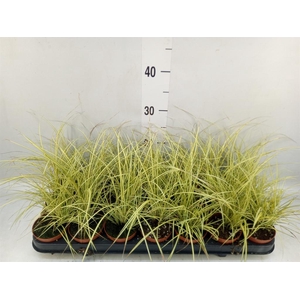 Carex brunnea 'Jenneke'