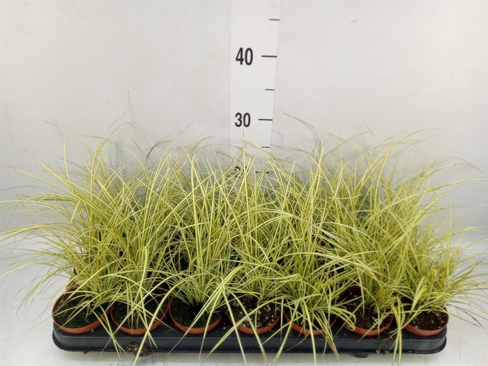 <h4>Carex brunnea 'Jenneke'</h4>