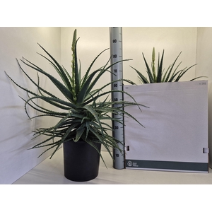 ALOE ARBORESCENS