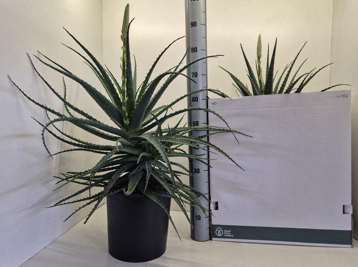 <h4>ALOE ARBORESCENS</h4>