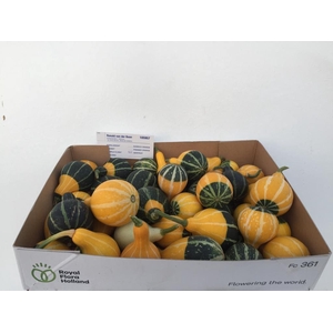 CUC PEP PEAR BICOLOR