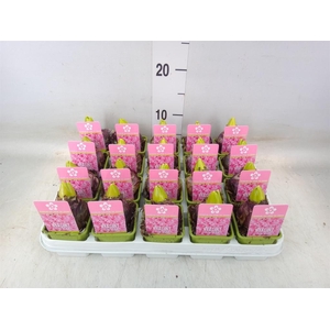 Hyacinthus orie. 'Pearl Pink'