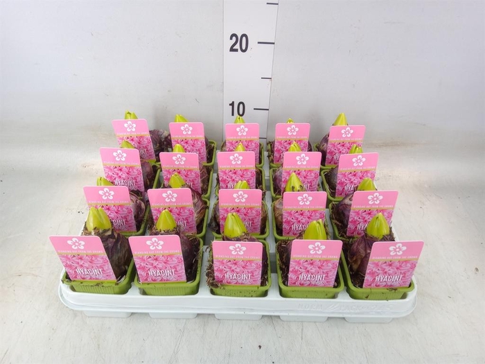 <h4>Hyacinthus orie. 'Pearl Pink'</h4>