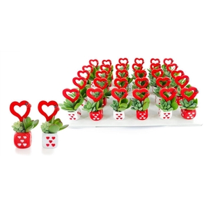 Arrangementen succulenten 6%