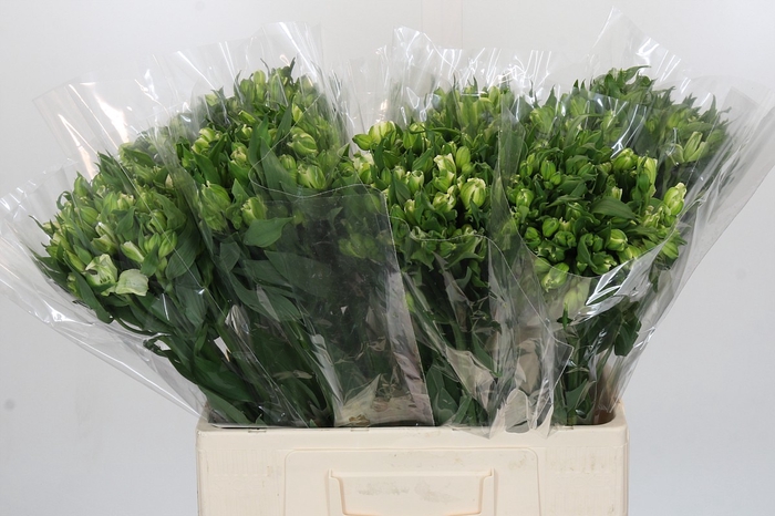 <h4>Alstroemeria Florinca Paradiso</h4>