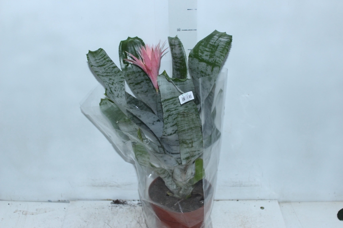 <h4>AECHMEA FASCIATA P17</h4>