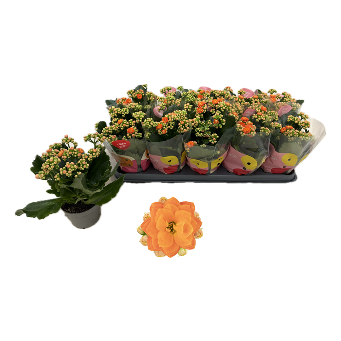 <h4>Kal Ge R Flow Stinna</h4>