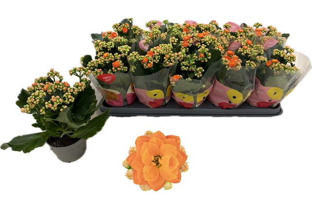 Kal Ge R Flow Stinna pot