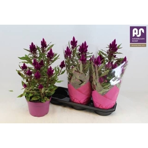 CEL DEEP PURPLE