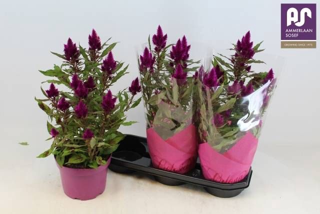 <h4>CEL DEEP PURPLE</h4>