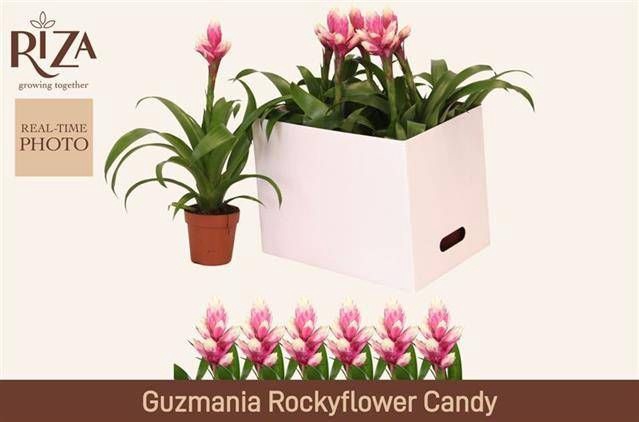 <h4>GUZM CANDY</h4>