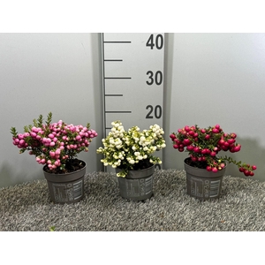 Gaultheria