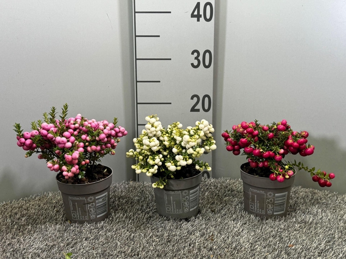 <h4>Gaultheria</h4>