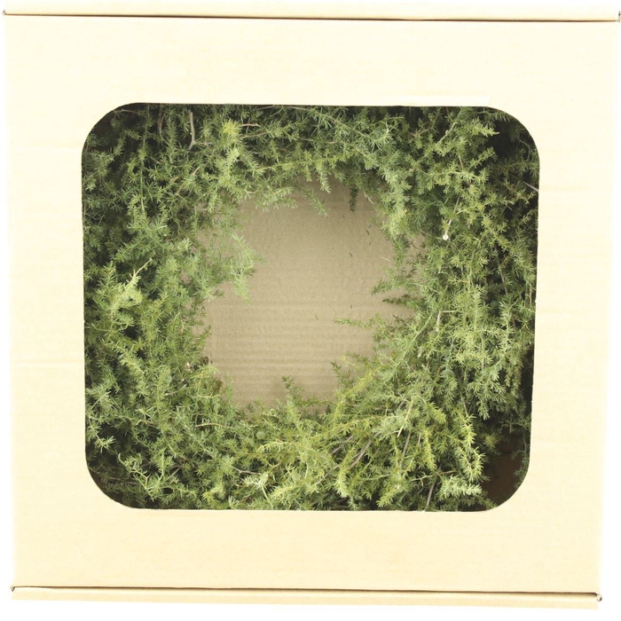 <h4>Wreath Asparagus Wild Preserved</h4>