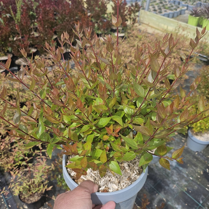 Abelia overig