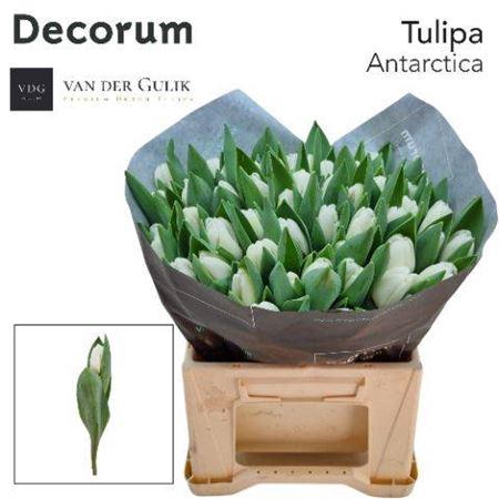 <h4>Tu En Antarctica</h4>