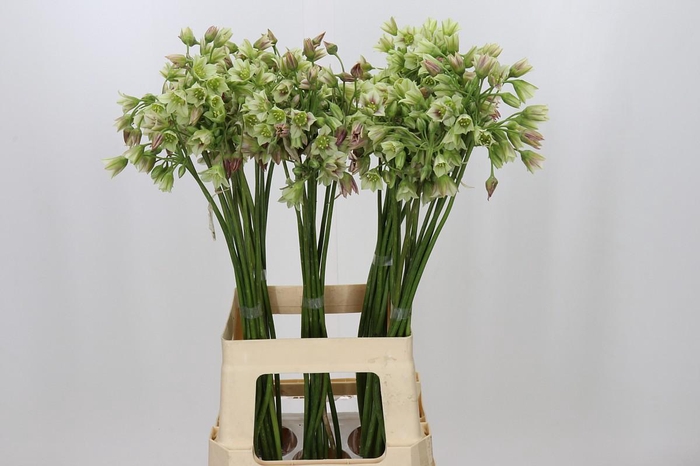 <h4>Allium Nectaroscordum Siculum</h4>