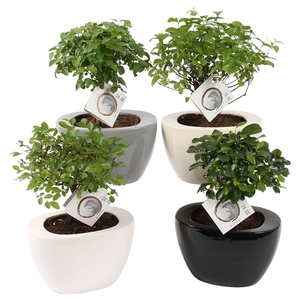 Bonsai Mixed in 19cm Folded pot colormix