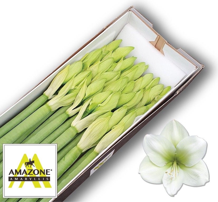 <h4>HIPP GA CASABLANCA</h4>