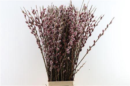 <h4>Salix chaenomeloides 'Red Passion'</h4>