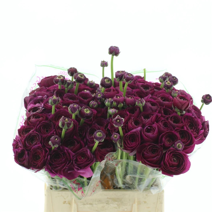 <h4>Ran Su Renoir Purple Super</h4>