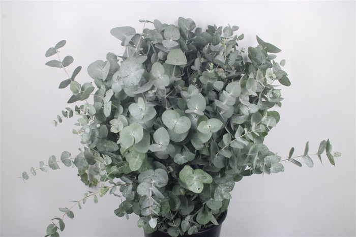 <h4>Euc Cinerea Per Bunch 400 Gram S U P E R</h4>